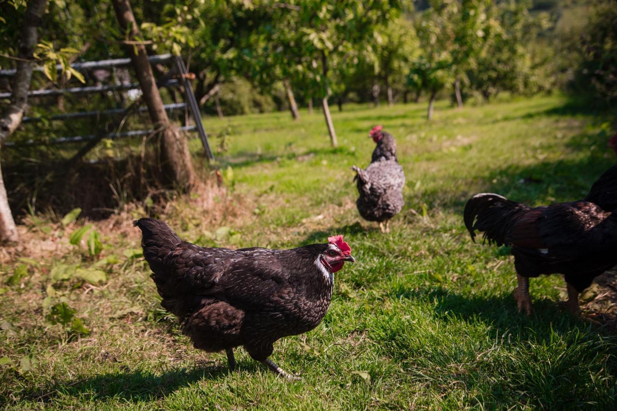Trigonos - Quiet, Peaceful, Vegetarian B&B And Retreat Centre Nantlle 외부 사진