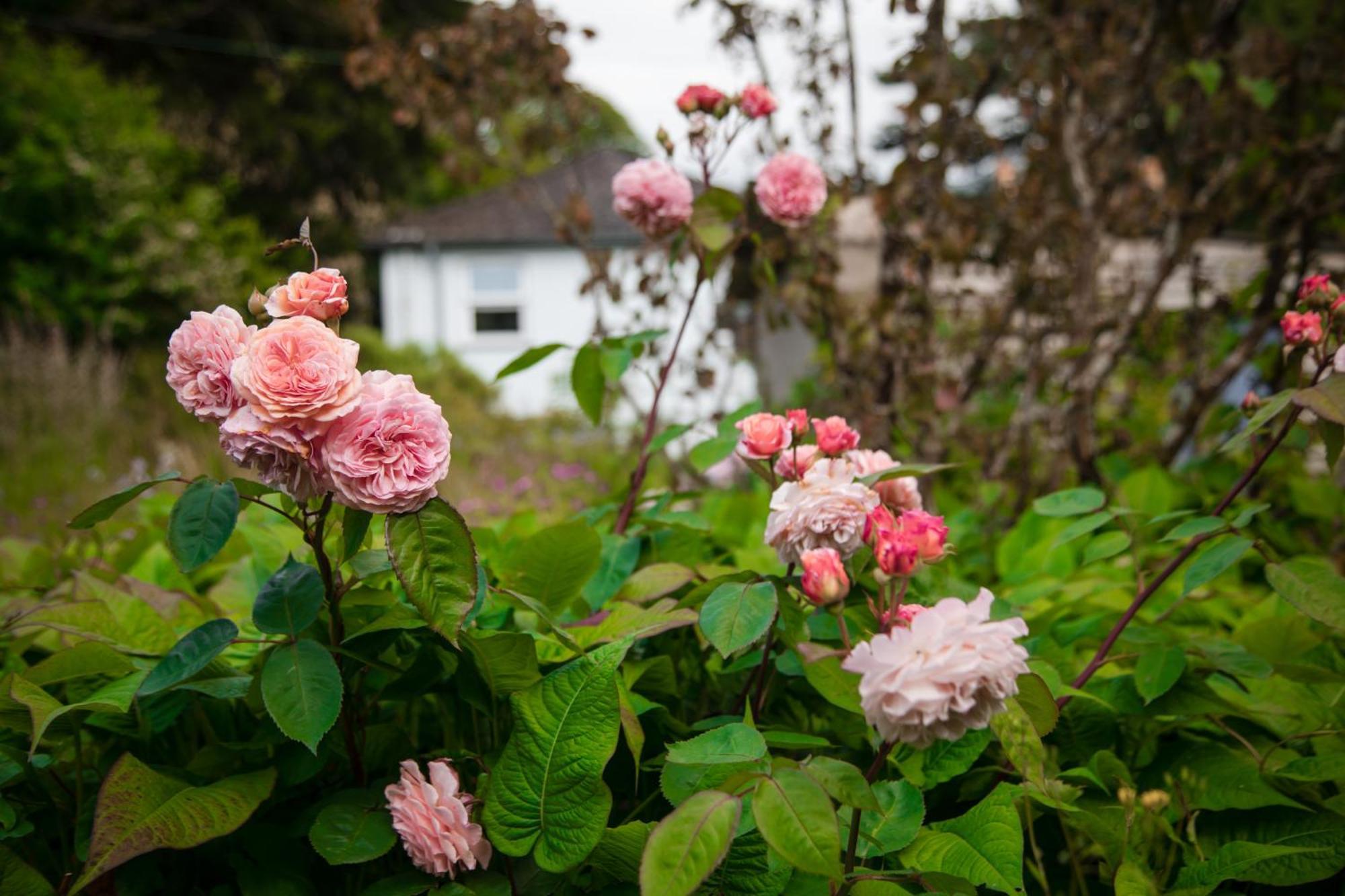 Trigonos - Quiet, Peaceful, Vegetarian B&B And Retreat Centre Nantlle 외부 사진