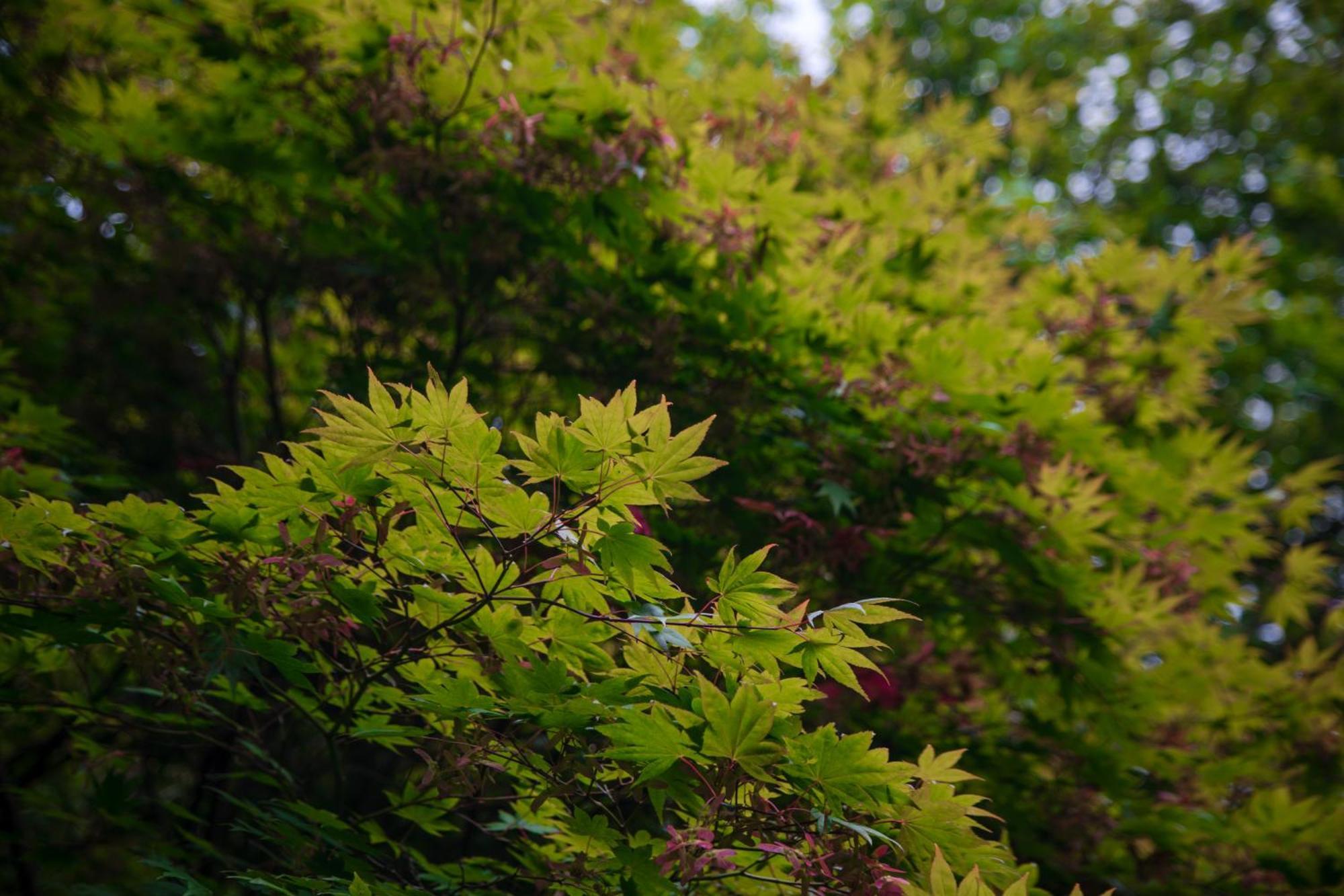 Trigonos - Quiet, Peaceful, Vegetarian B&B And Retreat Centre Nantlle 외부 사진